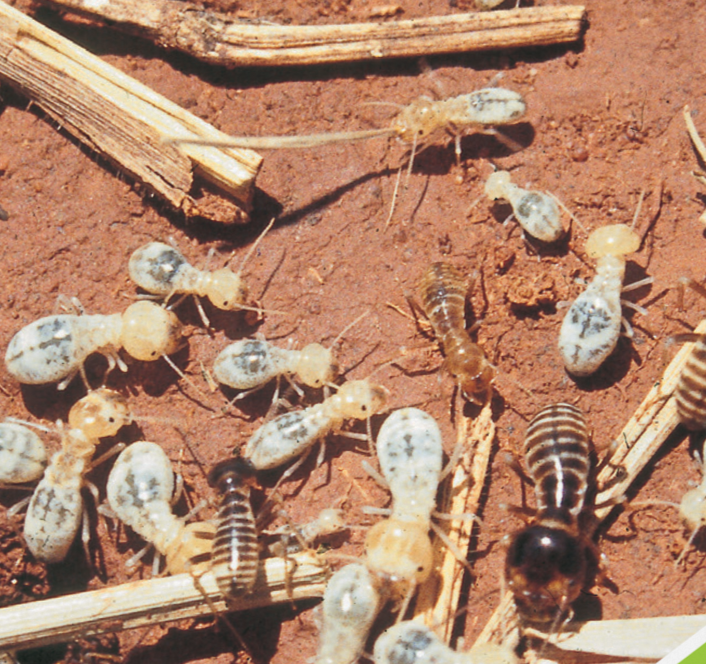 Winterproof Your Garden: Essential Pest Control Tips for South African Winters