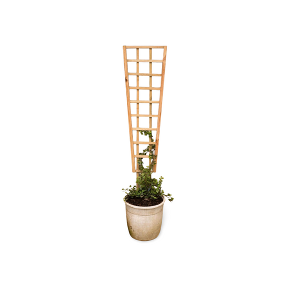 Highlands Sawmill Angled Self Staking Pot Trellis