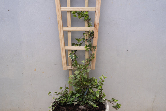Highlands Sawmill Angled Self Staking Pot Trellis