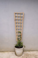 Highlands Sawmill Angled Self Staking Pot Trellis-6