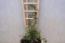 Highlands Sawmill Angled Self Staking Pot Trellis-1