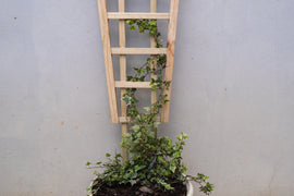 Highlands Sawmill Angled Self Staking Pot Trellis