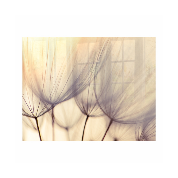 Image of Decorative Glass Wall Tile 898Mm X 700Mm Dandelion Floret