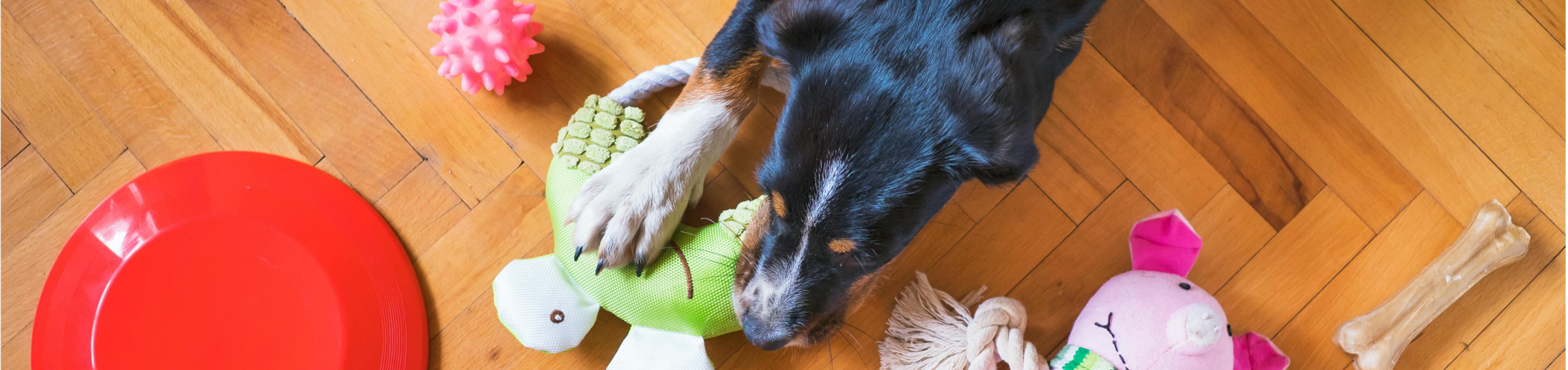 Pets1 banner