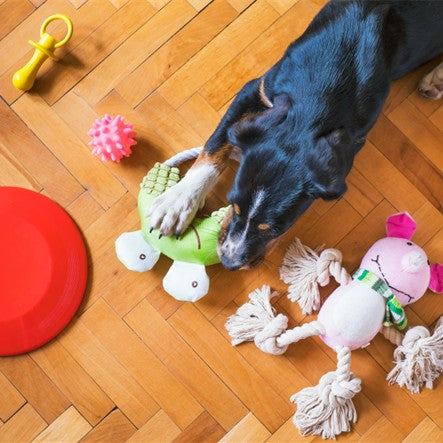 Pets square 1